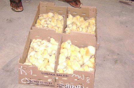 Fibwanse Women’s Club